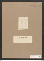 Diatomeae indet. Zeichnungen Sammlung Grunow Nr. 5122 (NHMW-BOT-W0373426)